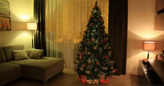 Новогодние елки В каком ценовом диапазоне украинцы могут приобрести свою праздничную красавицу