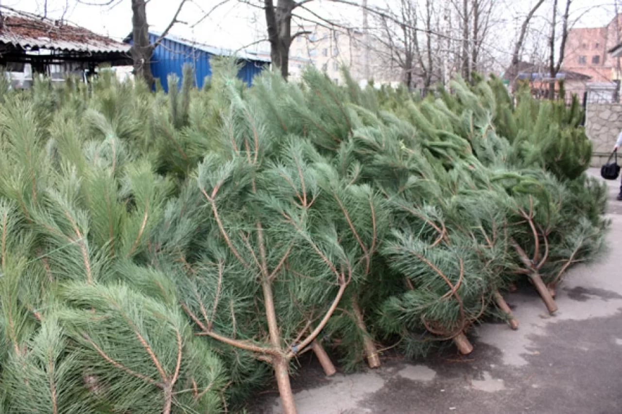 Новогодние елки: В каком ценовом диапазоне украинцы могут приобрести свою праздничную красавицу