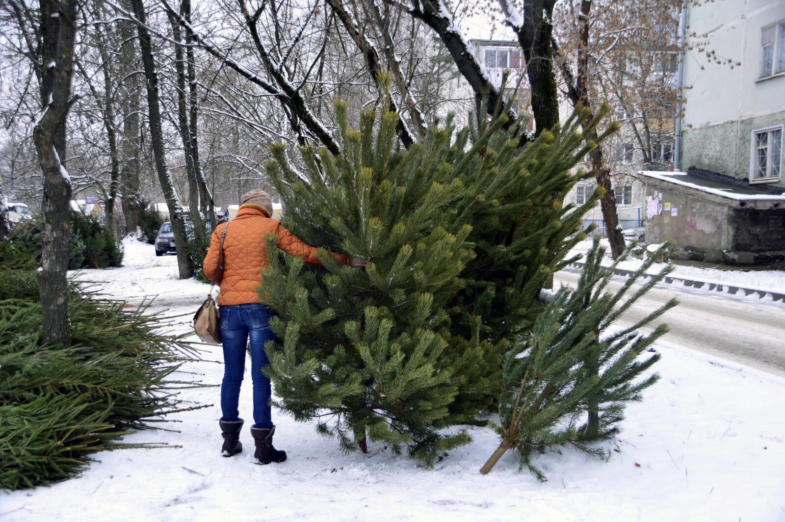 Новогодние елки: В каком ценовом диапазоне украинцы могут приобрести свою праздничную красавицу