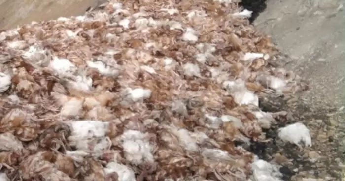 В Краснодонском районе в копанке обнаружили свалку мёртвой птицы