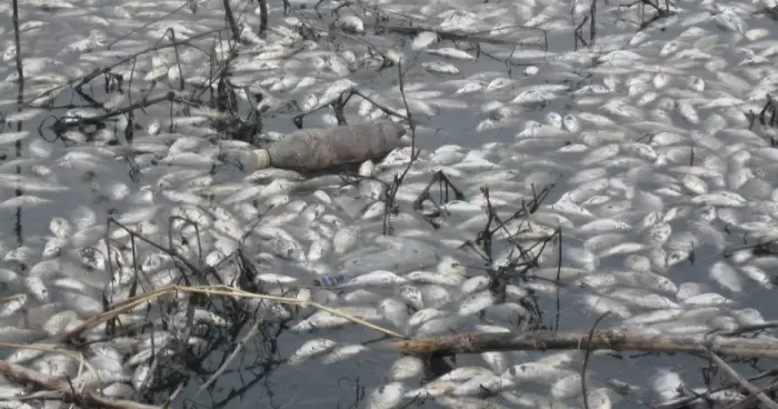 В Луганской области рядом с шахтой в Молодогвардейске гибнет рыба