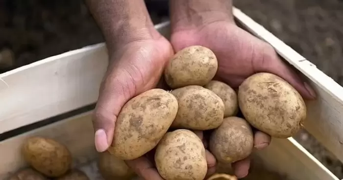 Прогнозы на дальнейшую стоимость картофеля в Украине после резкого падения цен