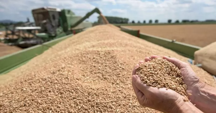 Что происходит с ценой ячменя на фоне снижения цен на рынке зерна